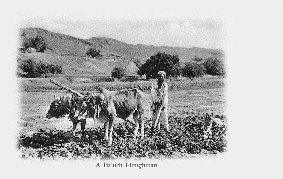 A Baluchi Ploughman