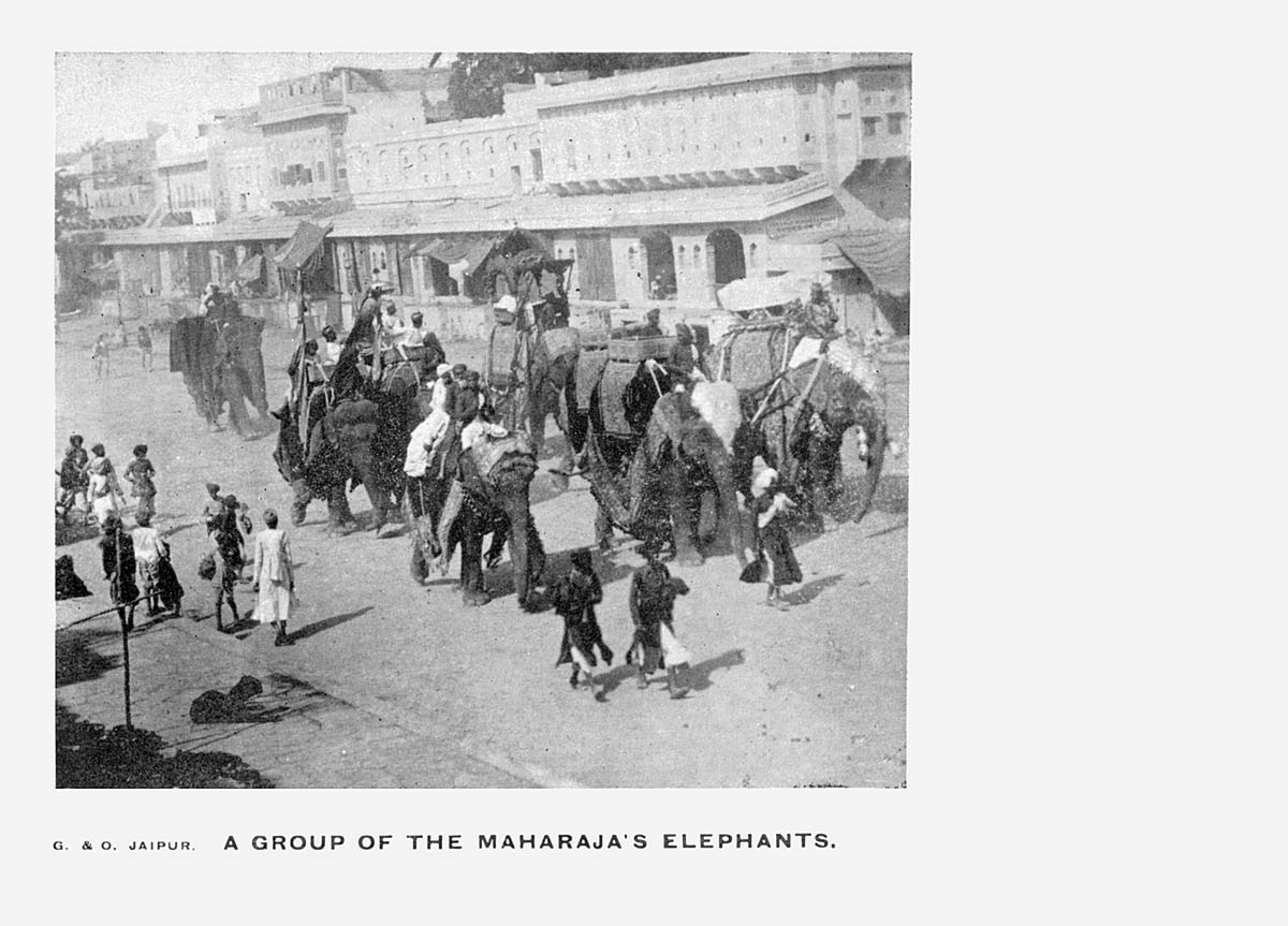 A Group of the Maharaja's Elephants