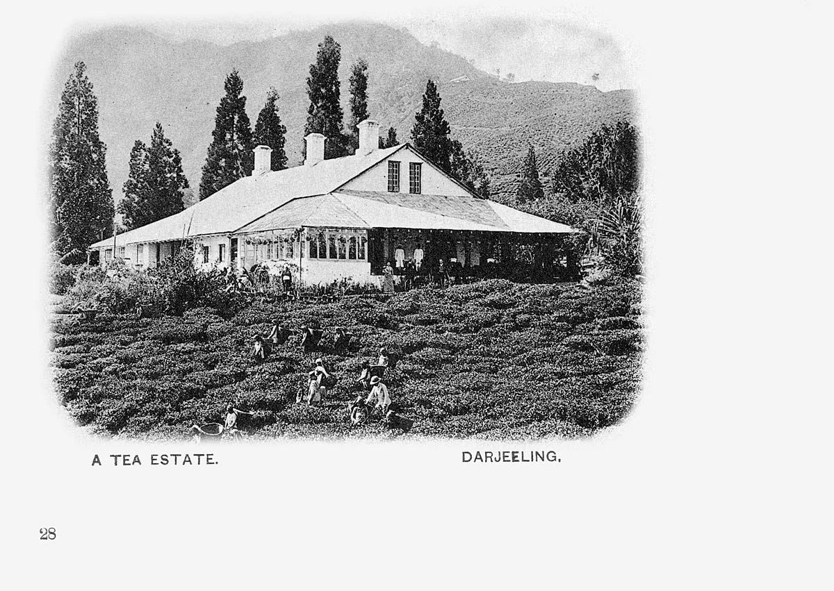 A Tea Estate, Darjeeling.