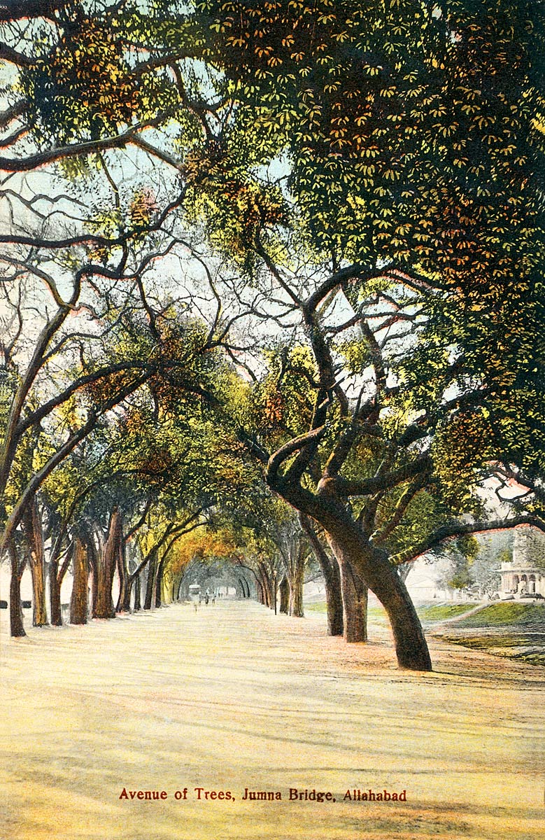 Avenue of Trees, Jumna Bridge, Allahabad.