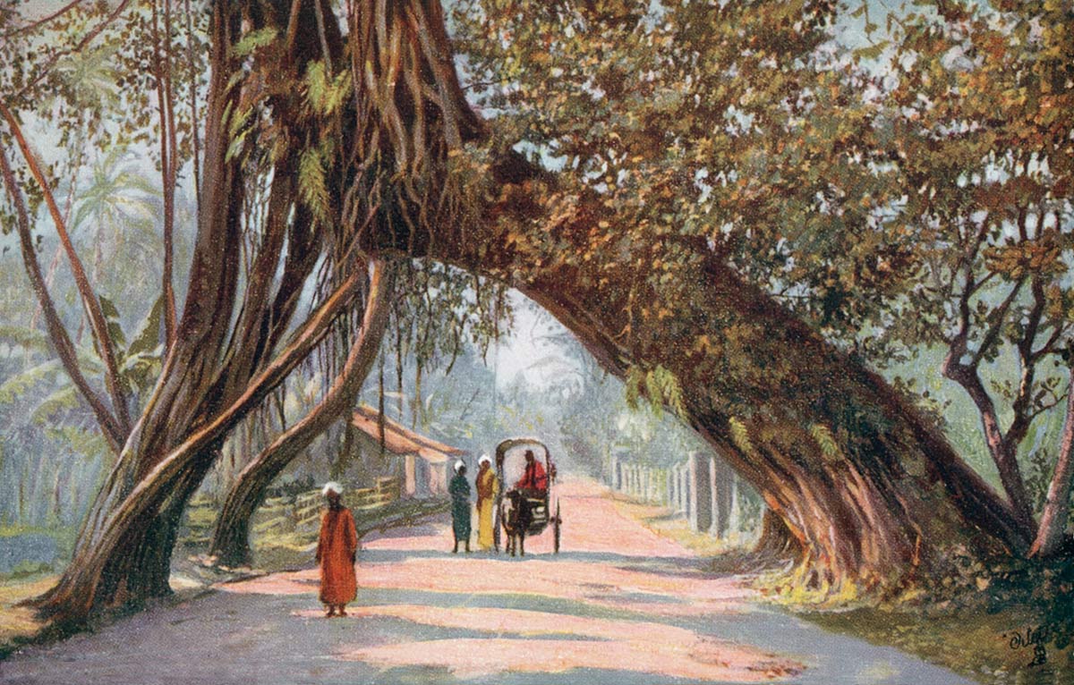 Ceylon Banyan Tree Arch, Near Colombo