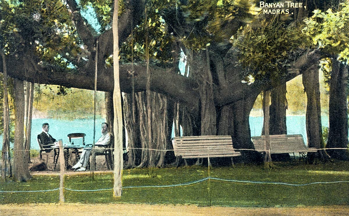 Banyan Tree, Madras