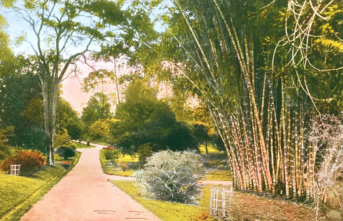Royal Botanical Gardens Peradeniya, Ceylon