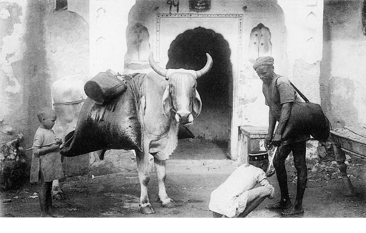 Bullock with water-skins & Bhisti. Jaipur