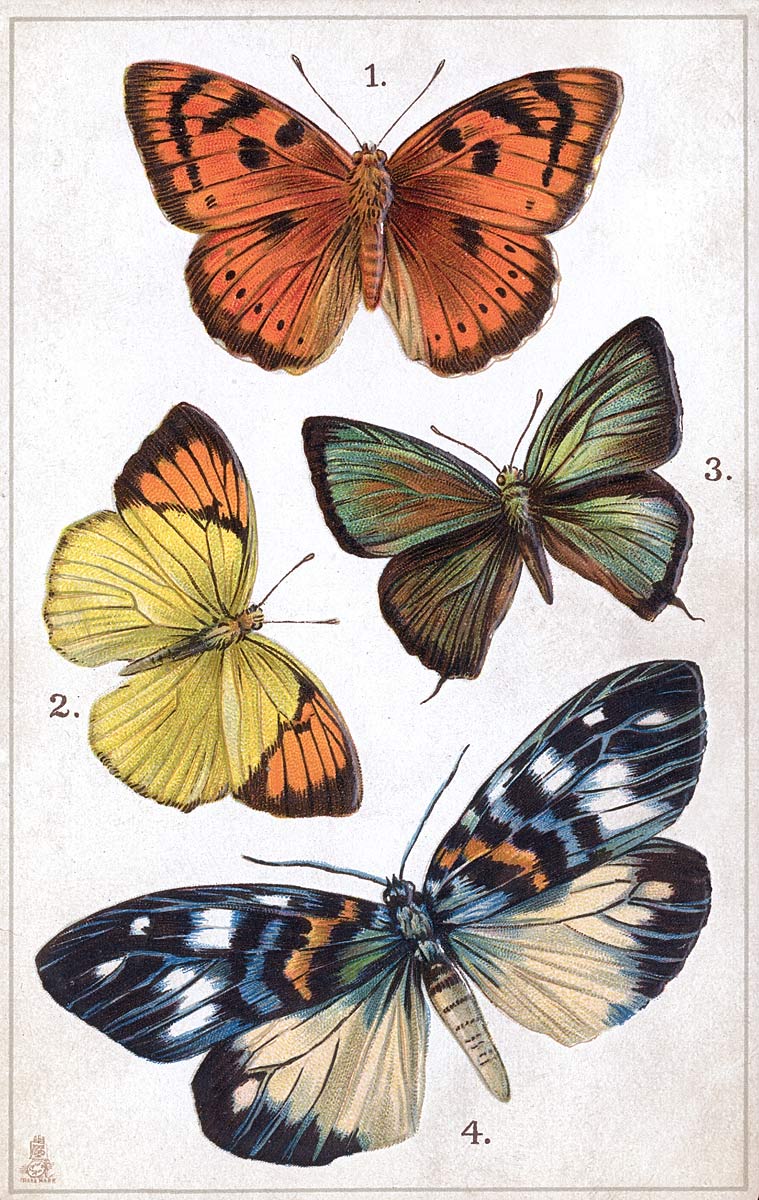 Asia Butterflies