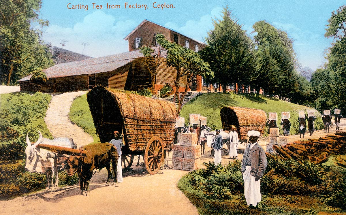 Carting Tea from Factory, Ceylon