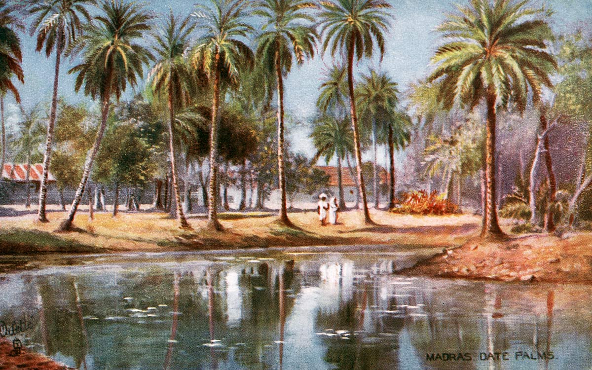 Madras Date Palms