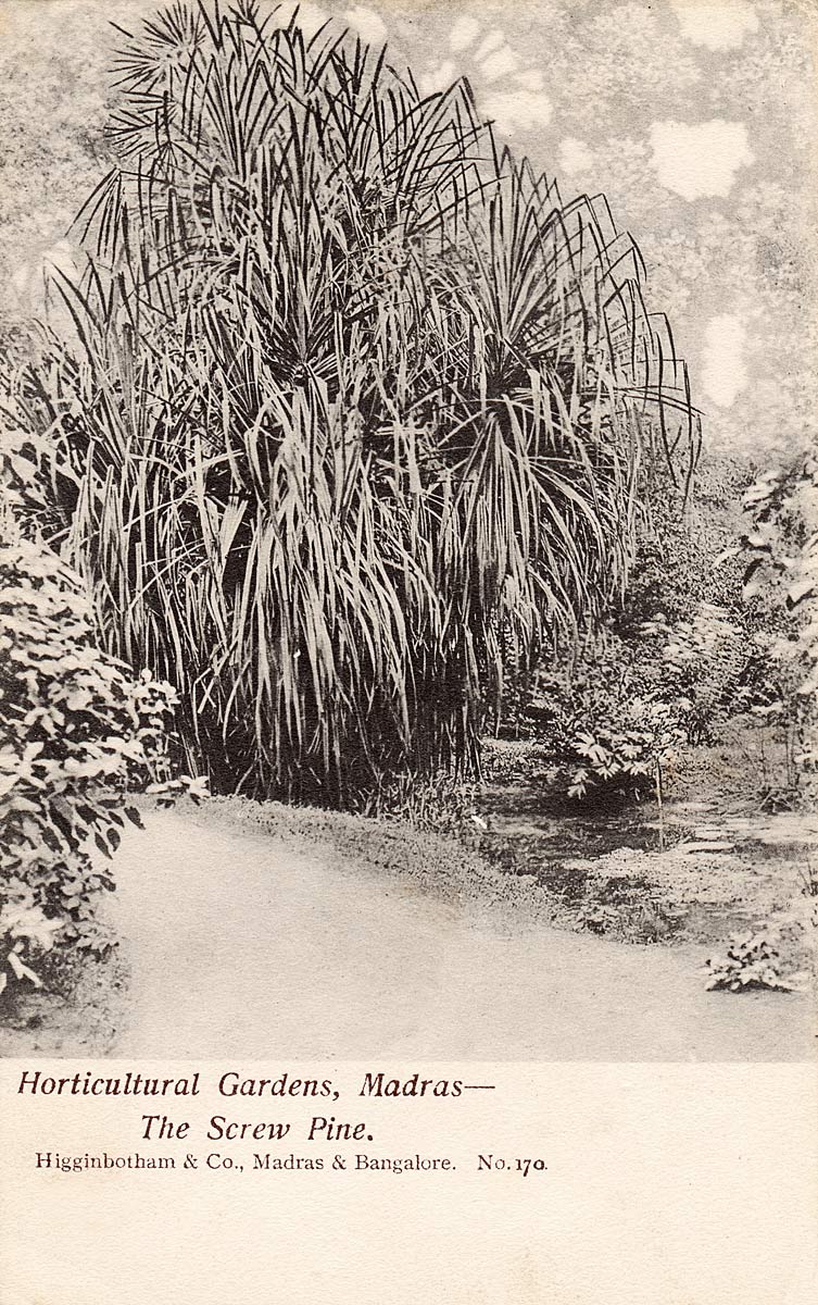 Horticultural Gardens, Madras - The Screw Pine