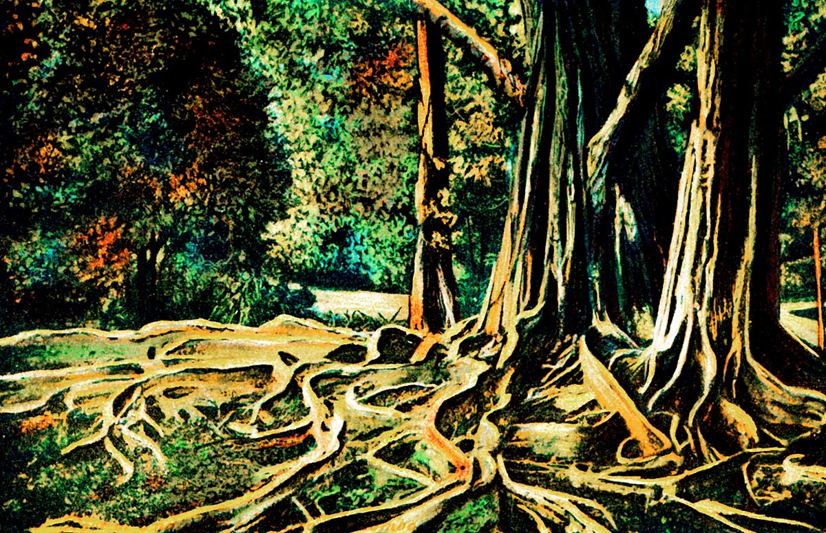 Root of an India Rubber Tree at Colombo, Ceylon