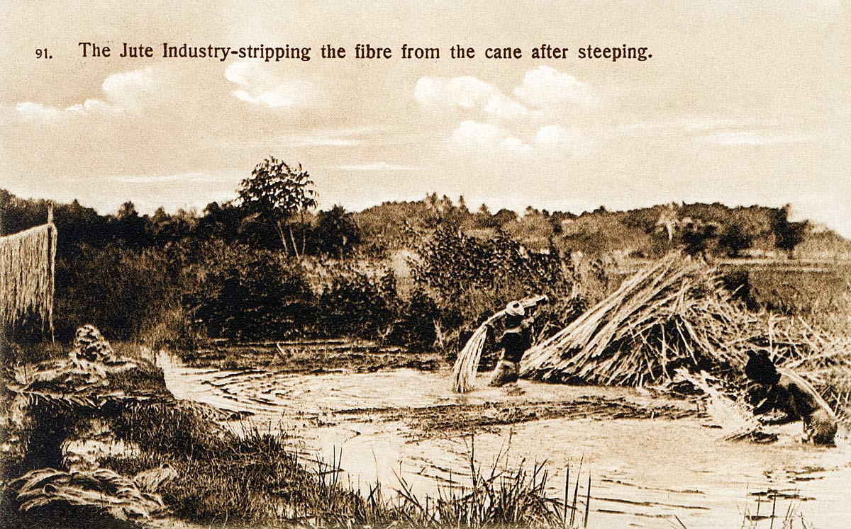 The Jute Industry-stripping the fibre from the cane after steeping.