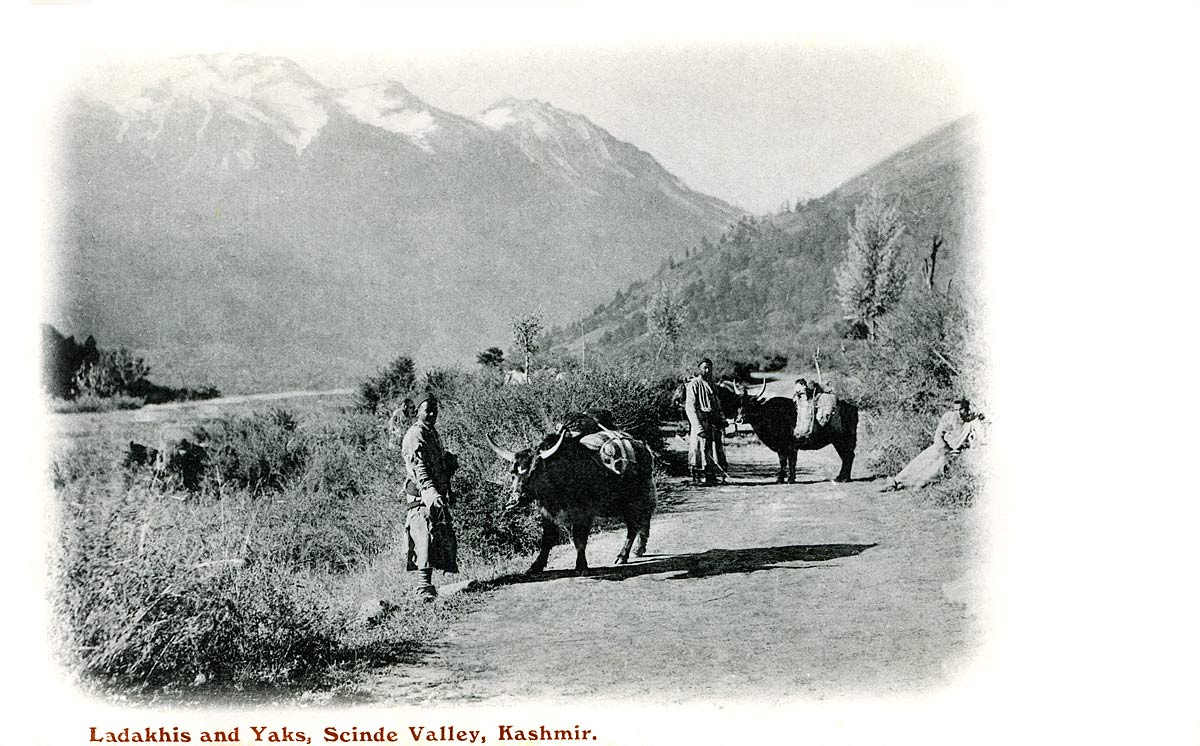 Ladhakis and Yaks, Scinde Valley, Kashmir