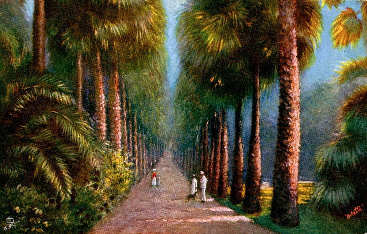 Palm Avenue, Botanical Gardens, Calcutta.