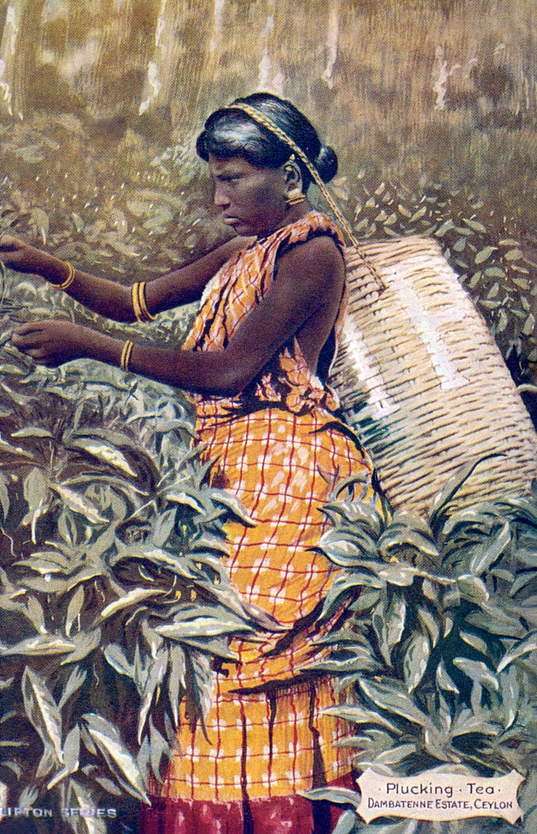 Plucking Tea, Dambatenne Estate, Ceylon