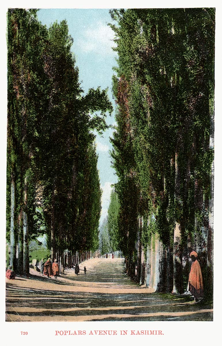 Poplars Avenue in Kashmir