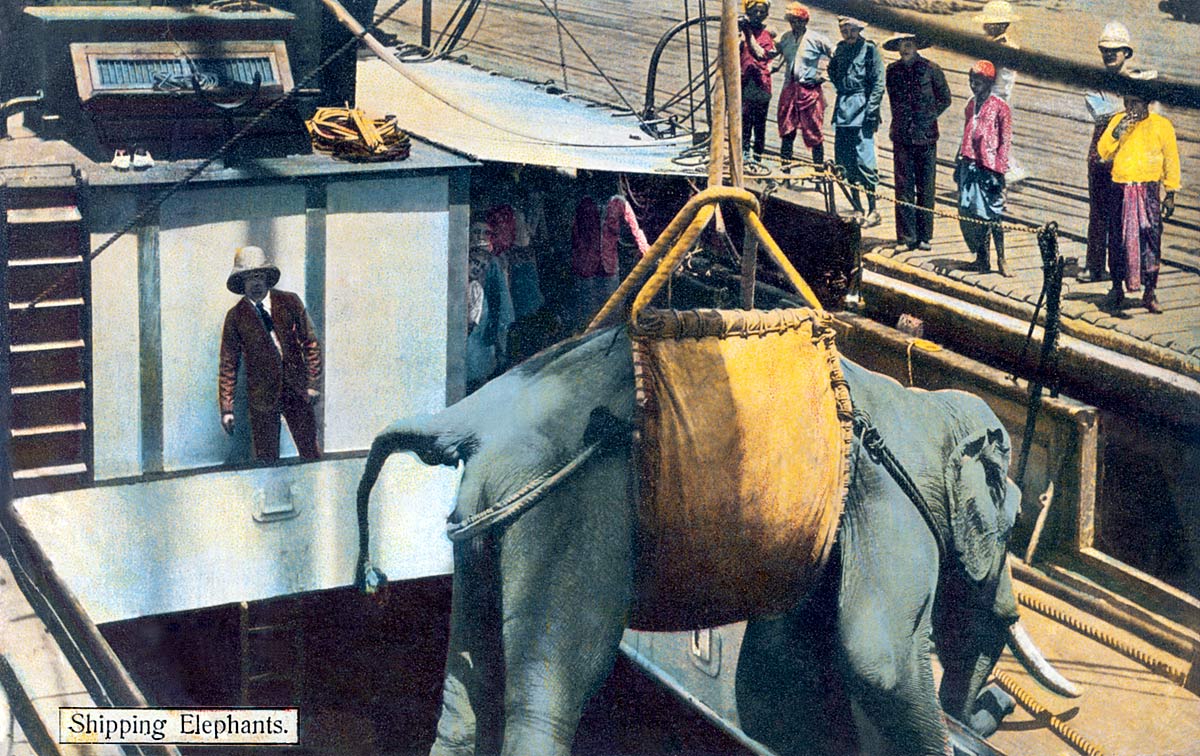 Shipping Elephants