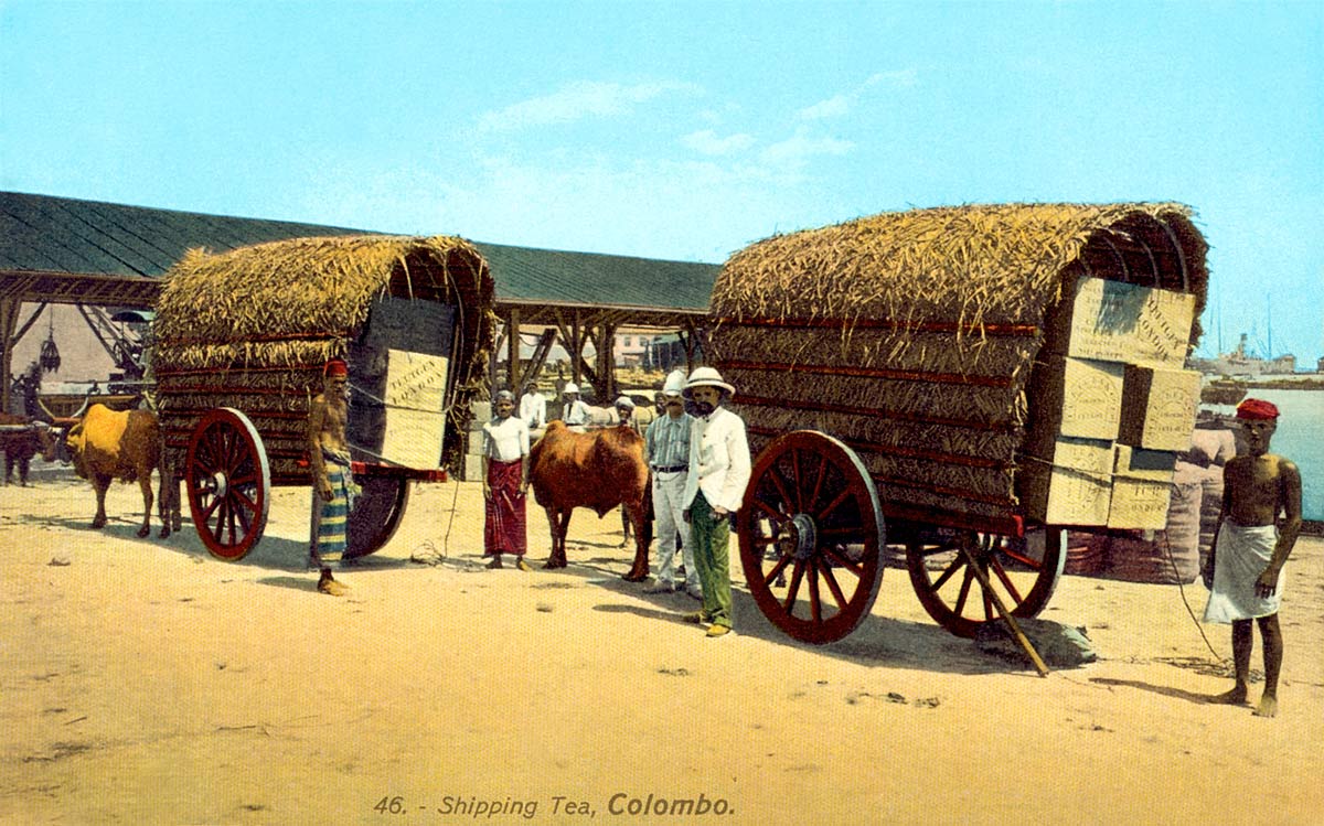 Shipping Tea, Colombo