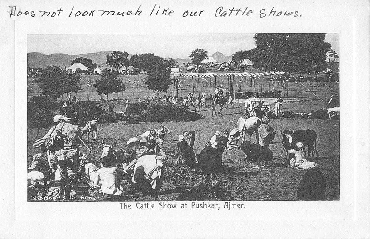 The Cattle Show at Pushkar, Ajmer