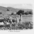 A Baluchi Ploughman