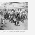 A Group of the Maharaja's Elephants