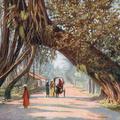 Ceylon Banyan Tree Arch, Near Colombo