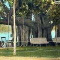 Banyan Tree, Madras