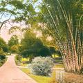 Royal Botanical Gardens Peradeniya, Ceylon