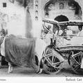 Bullock Cart (Sagar). Jaipur.