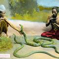 Burmese Snake Charmers