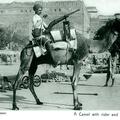 A Camel with rider and gun. Jaipur