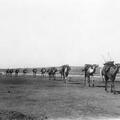 Camel Caravan in Karachi, India - November 1929