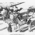 Camel Transport Khebar [Khyber] Pass
