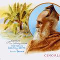 Sinhalese