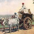 Cotton Cart