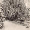 Horticultural Gardens, Madras - The Screw Pine