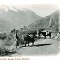 Ladhakis and Yaks, Scinde Valley, Kashmir