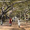 Mowbrays Road, Madras