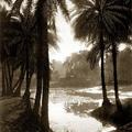 Palms, Chepauk, Madras