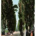 Poplars Avenue in Kashmir