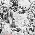 Icicles, Simla