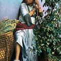 Indian Tea Garden Coolie Girl