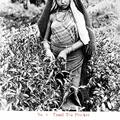 Tamil Tea Plucker