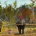 Trained Elephants at work (Another view)